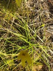 Moraea fugacissima