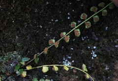 Asplenium flabellifolium