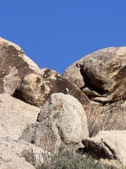 Ammospermophilus leucurus