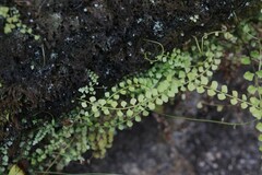 Asplenium flabellifolium