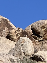 Ammospermophilus leucurus