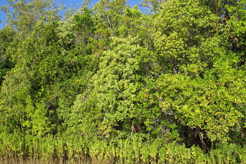 Camptostemon schultzii