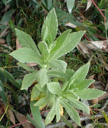 Native Tobacco (Apalochlamys spectabilis)