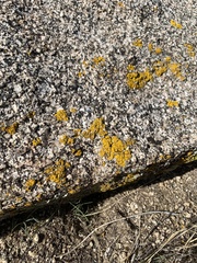 Candelariella rosulans