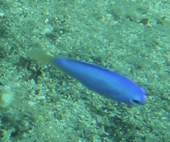 Pomacentrus coelestis