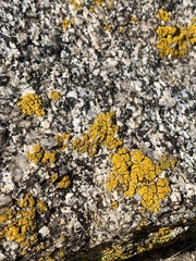 Candelariella rosulans