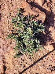 Ruschieae