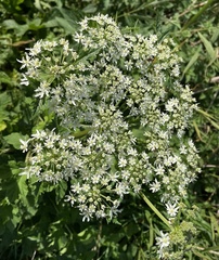 Heracleum sphondylium