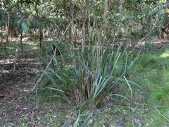 Gahnia melanocarpa