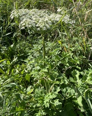 Heracleum sphondylium