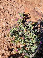 Ruschieae