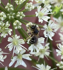 Heracleum sphondylium