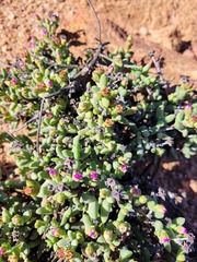 Ruschieae