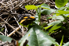 Vanessa hippomene hippomene