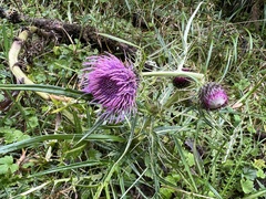 Cirsium tatakaense