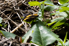 Vanessa hippomene hippomene