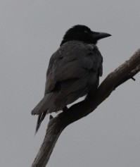 Corvus mellori