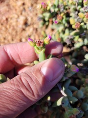 Ruschieae
