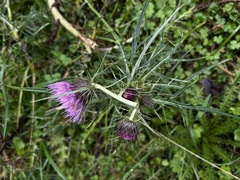 Cirsium tatakaense