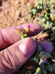 Ruschieae