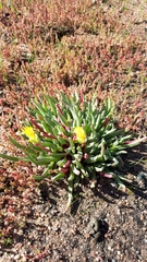 Cheiridopsis rostrata