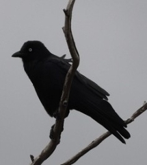 Corvus mellori