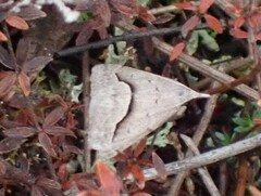 Dichromodes euscia