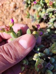 Ruschieae