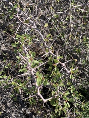 Pseudoziziphus parryi
