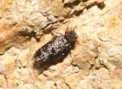 Echmepteryx