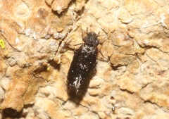 Echmepteryx
