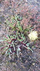 Cheiridopsis rostrata