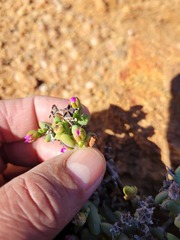 Ruschieae