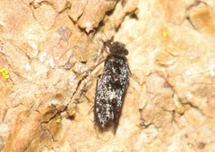 Echmepteryx