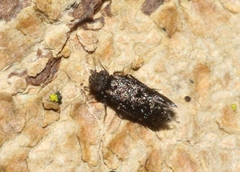 Echmepteryx