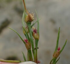 Centrolepis aristata