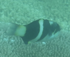Thalassoma nigrofasciatum
