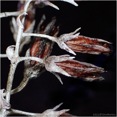 Dudleya pulverulenta