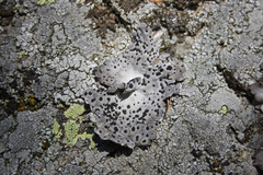 Umbilicaria crustulosa