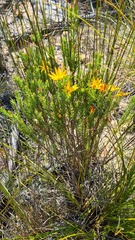 Osteospermum glabrum