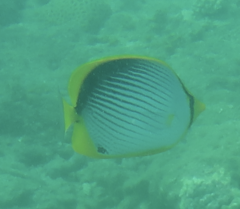 Chaetodon melannotus