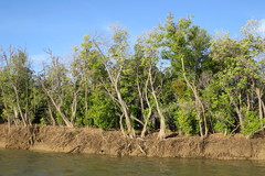 Camptostemon schultzii