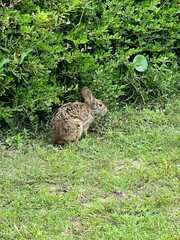 Sylvilagus palustris