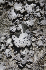 Umbilicaria crustulosa