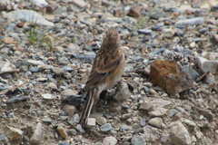 Linaria flavirostris