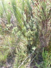 Thamnochortus cinereus