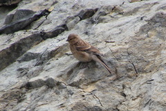 Linaria flavirostris