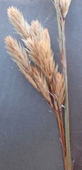 Thamnochortus cinereus