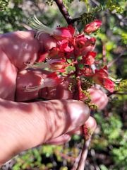Erythrophysa alata