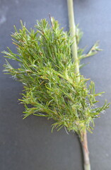 Thamnochortus cinereus